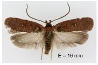 Agonopterix oinochroa