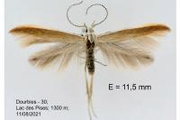 Coleophora discordella
