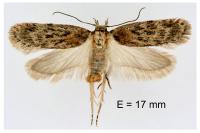 Depressaria incognitella