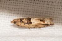 Crocidosema plebejana