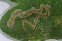 Stigmella roborella
