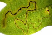 Stigmella roborella