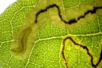 Stigmella roborella