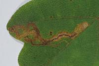Stigmella aceris