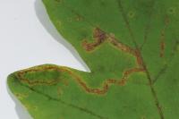 Stigmella aceris