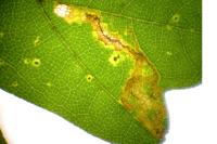 Stigmella aceris