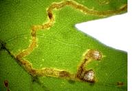 Stigmella aceris