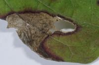 Antispila