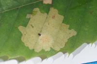 Tischeria ekebladella