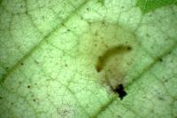 Tischeria ekebladella