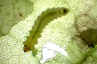 Tischeria ekebladella