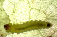 Tischeria ekebladella