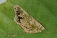 Phyllonorycter messaniella