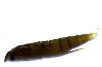 Phyllonorycter messaniella