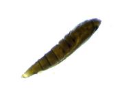 Phyllonorycter messaniella