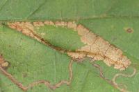Phyllonorycter nicellii