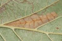 Phyllonorycter nicellii
