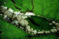 Phyllonorycter nicellii