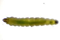 Phyllonorycter nicellii