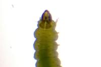 Phyllonorycter nicellii