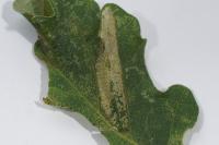 Phyllonorycter lautella
