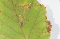 Stigmella microtheriella
