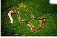 Stigmella basiguttella