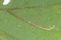 Stigmella microtheriella