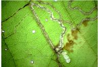 Stigmella microtheriella