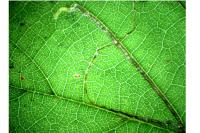 Stigmella microtheriella