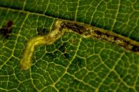 Stigmella microtheriella