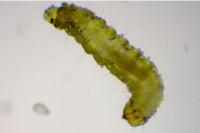 Stigmella microtheriella