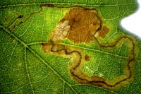 Stigmella roborella