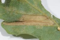 Phyllonorycter lautella