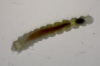 Phyllonorycter lautella