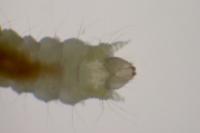 Phyllonorycter lautella