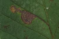 Stigmella viscerella