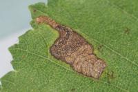 Stigmella viscerella
