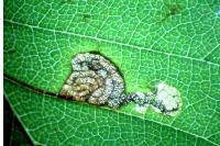 Stigmella viscerella