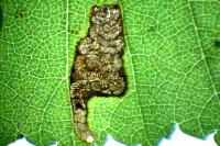 Stigmella viscerella