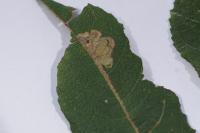 Stigmella salicis