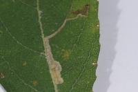 Stigmella salicis