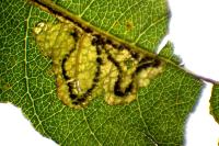 Stigmella salicis