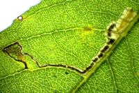 Stigmella salicis