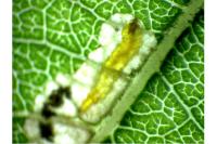 Stigmella salicis