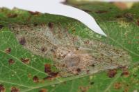 Phyllonorycter corylifoliella