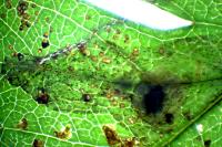 Phyllonorycter corylifoliella