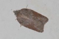 Acleris sparsana