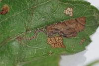 Ectoedemia atricollis