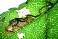 Ectoedemia atricollis
